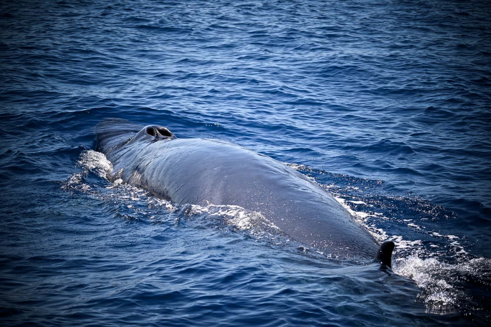 土佐湾でのブロー カツオクジラ